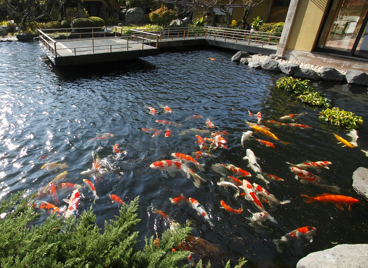 水庭の宝石、２００匹の錦鯉は、絶景です。